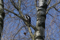 Dendrocopos major