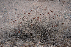 Eriogonum fasciculatum polifolium