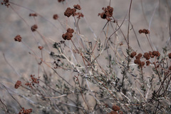 Eriogonum fasciculatum polifolium