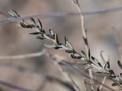 Eriogonum fasciculatum polifolium