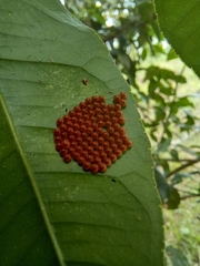 Heraclides anchisiades