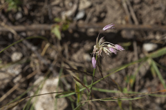 Allium barsczewskii