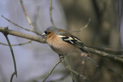 Fringilla coelebs