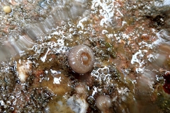 Anthopleura buddemeieri