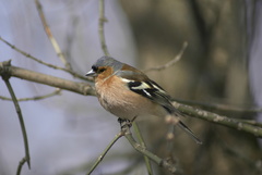 Fringilla coelebs