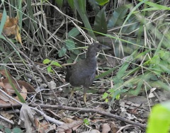 Amaurornis moluccana