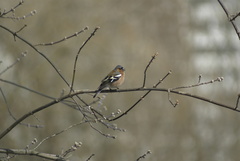Fringilla coelebs