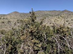 Juniperus arizonica