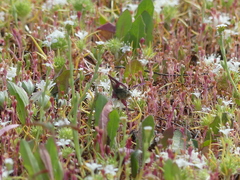 Schinia pulchripennis