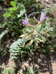 Astragalus lentiginosus wilsonii