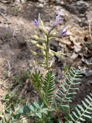Astragalus lentiginosus wilsonii