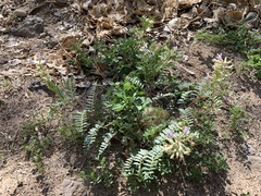 Astragalus lentiginosus wilsonii