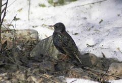 Sturnus vulgaris