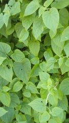 Piper auritum