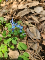 Corydalis caudata