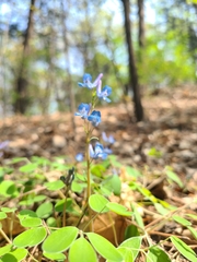 Corydalis caudata