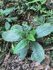 Paraphlomis javanica