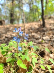 Corydalis caudata