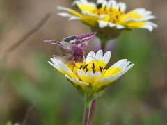 Schinia pulchripennis