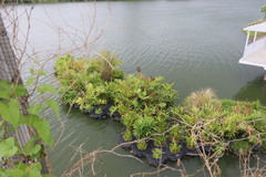 Cyperus alterniflorus