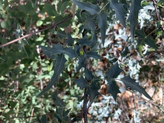 Berberis haematocarpa
