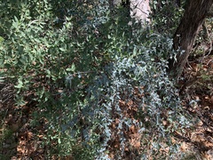 Berberis haematocarpa