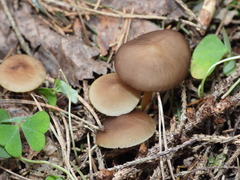 Strobilurus esculentus