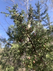 Juniperus arizonica