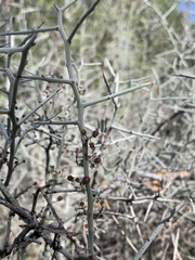 Sarcomphalus obtusifolius canescens