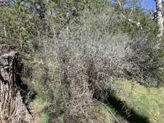 Sarcomphalus obtusifolius canescens