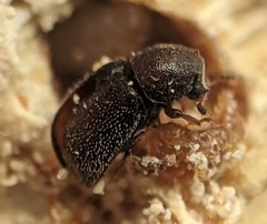 Plesiocis cribrum