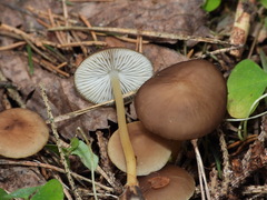 Strobilurus esculentus