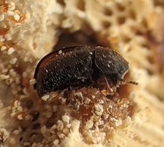 Plesiocis cribrum