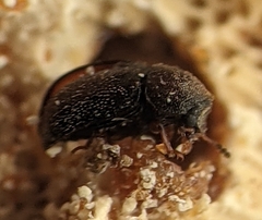 Plesiocis cribrum