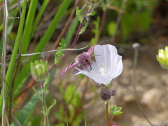 Schinia pulchripennis