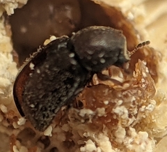 Plesiocis cribrum