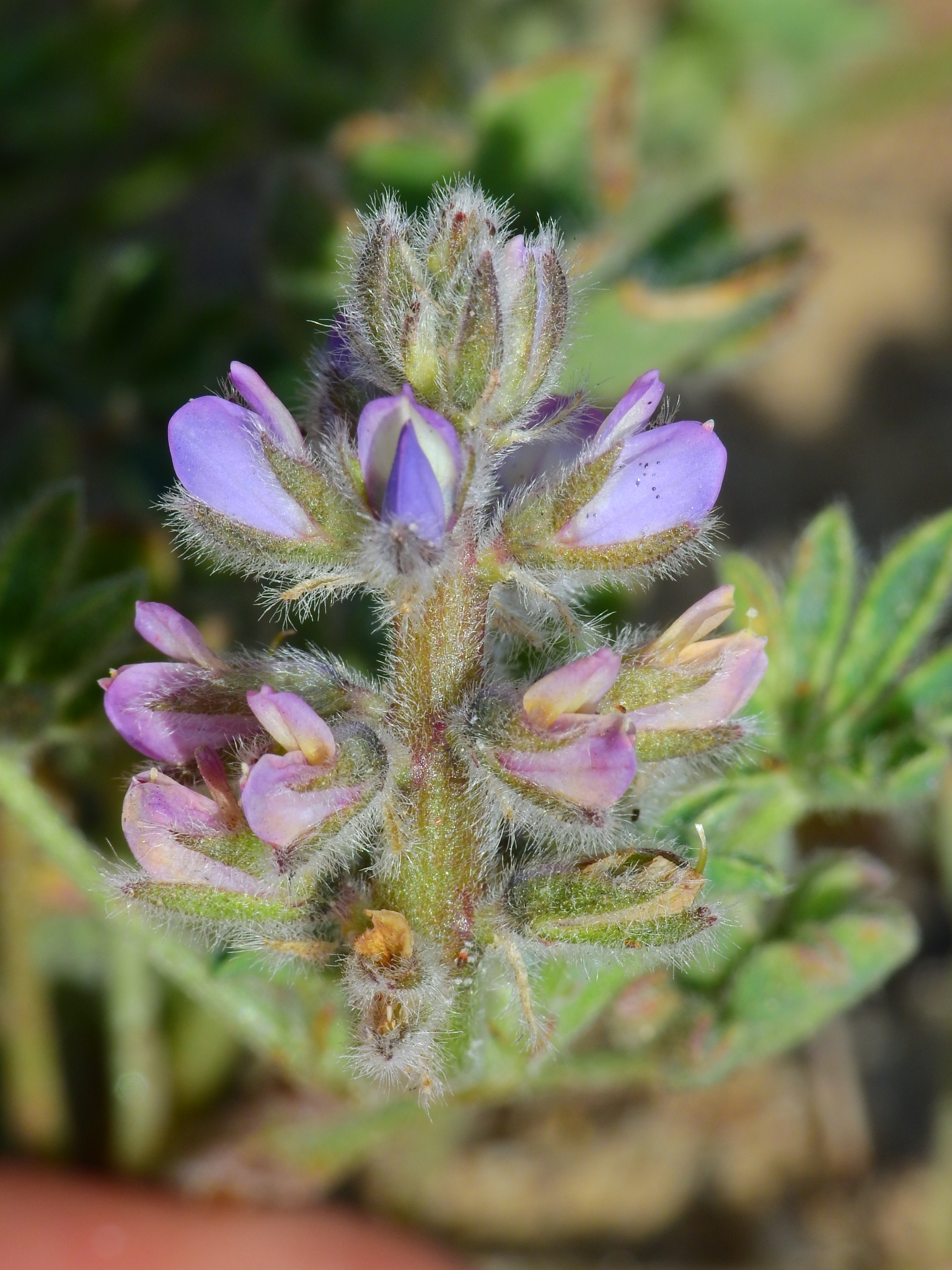 Lupinus nipomensis