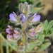 Lupinus nipomensis - Photo (c) David Greenberger, μερικά δικαιώματα διατηρούνται (CC BY-NC-ND), uploaded by David Greenberger