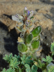 Lupinus nipomensis