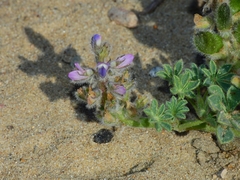 Lupinus nipomensis