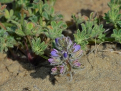 Lupinus nipomensis