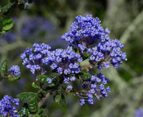 Ceanothus impressus var. nipomensis