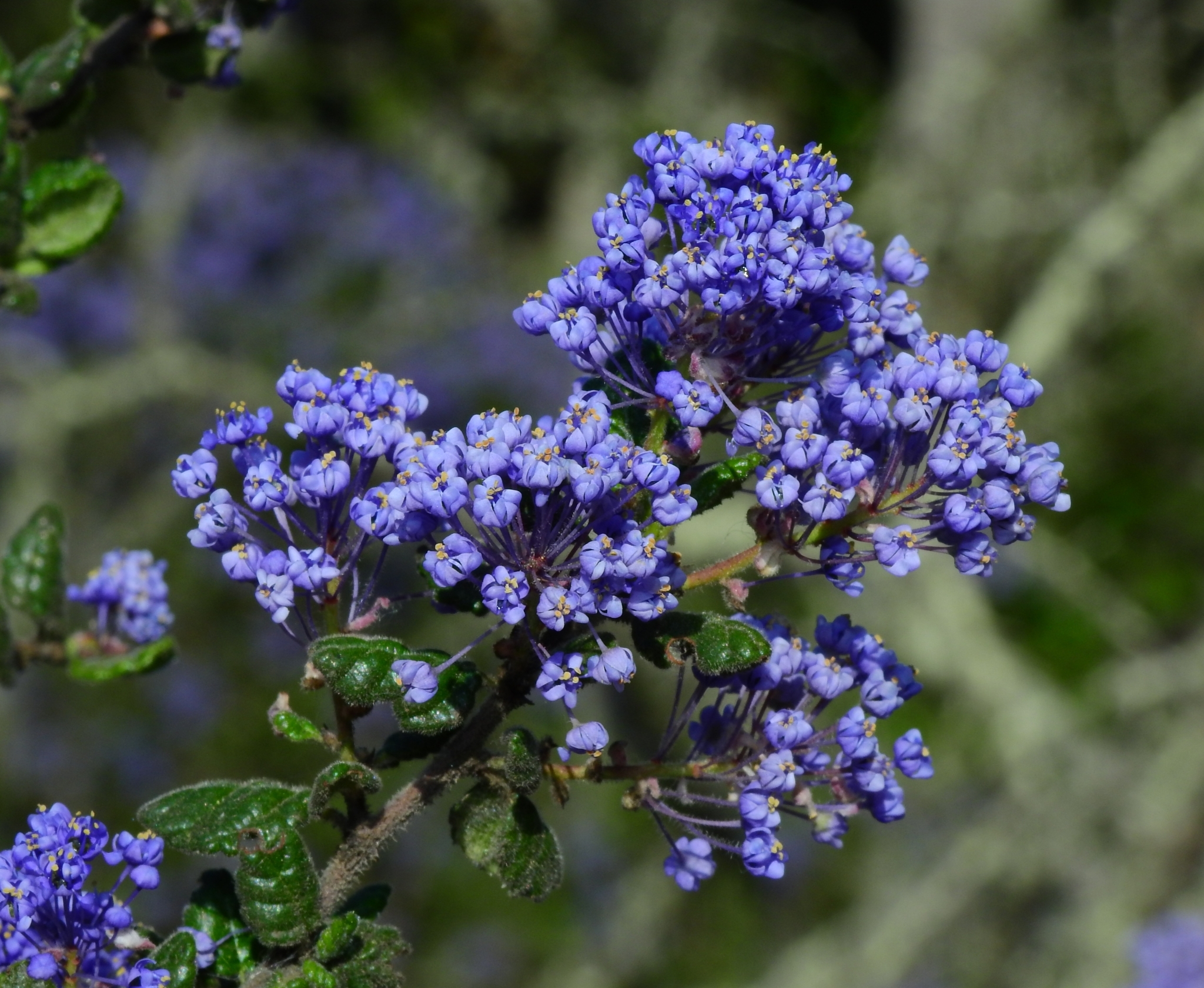 Ceanothus impressus var. nipomensis