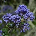 Ceanothus impressus nipomensis - Photo (c) David Greenberger, μερικά δικαιώματα διατηρούνται (CC BY-NC-ND), uploaded by David Greenberger