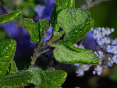 Ceanothus impressus nipomensis