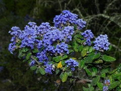 Ceanothus impressus nipomensis