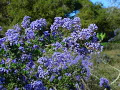 Ceanothus impressus nipomensis