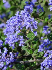 Ceanothus impressus nipomensis