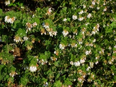 Arctostaphylos purissima purissima