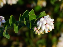 Arctostaphylos purissima purissima